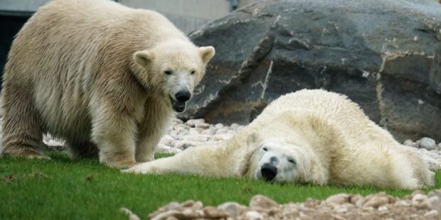 Tallinnan eläintarhan jääkarhujen uusi koti avataan sunnuntaina